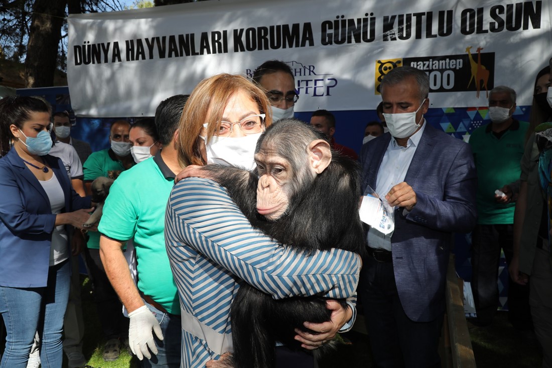 BAŞKAN ŞAHİN, HAYVANAT BAHÇESİNİN ŞEMPANZE ADASI’NI AÇTI