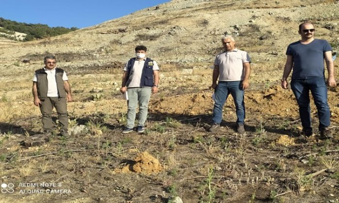 Adıyaman’da Yangın sonrası Silvikültür Tensil sahasında incelemelerde bulunuldu